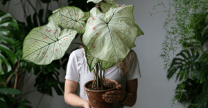 Healthy Living: fill your home with houseplants